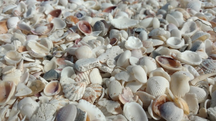 sanibel shells